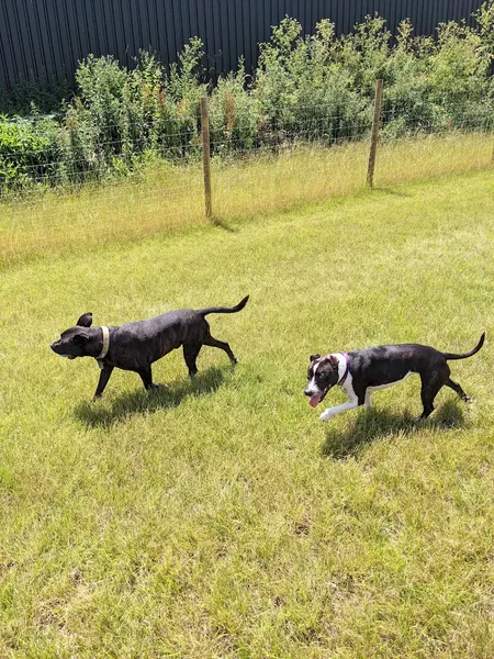 Brampford Speke Dog Paddock secure private dog field in Devon., EX5 5HJ