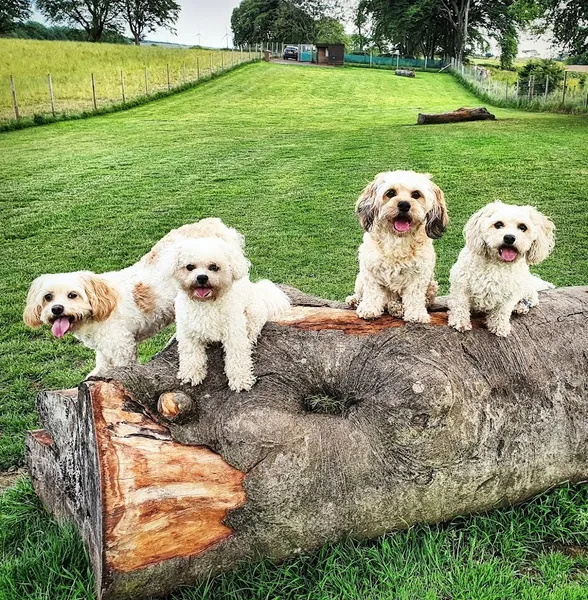 K9 Playtime secure private dog field in East Kilbride, G75 9DX