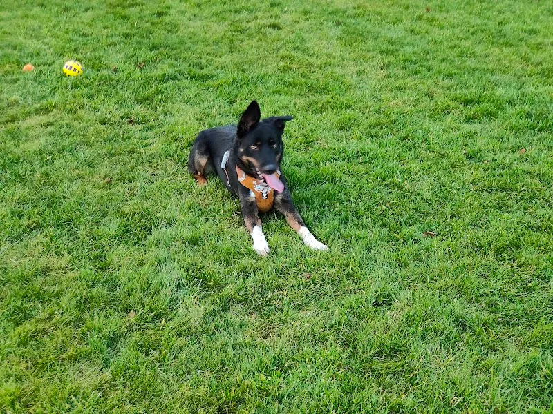 Marston Gables Doggy Paddocks secure private dog field in Marston, ST20 0AS