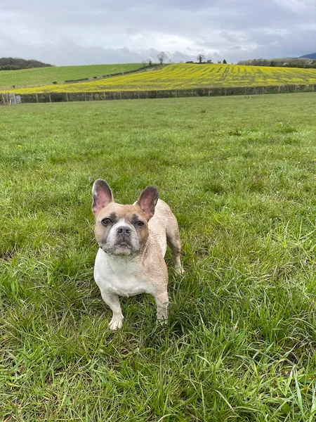 Off the Leash Bransford (Floyd & Kent) secure private dog field in Powick, WR6 5JH