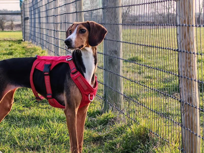 Disney Dog Field secure private dog field in Norton Disney, LN6 9JU