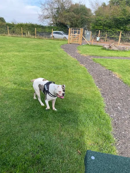 Dog Walking Meadow secure private dog field in Chipstable, TA4 2QE