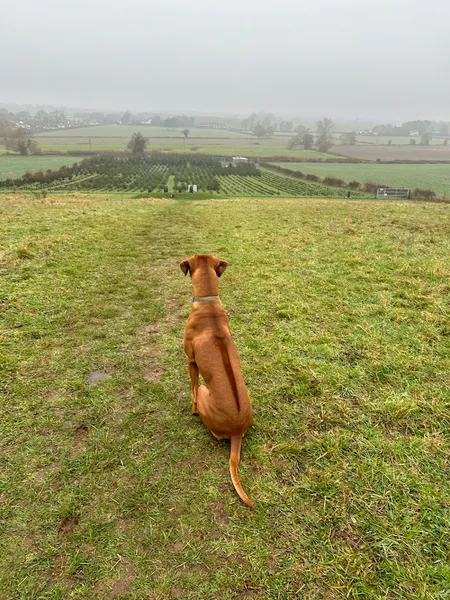 Stonnall Paws Dog Walking secure private dog field in Staffordshire, WS9 9HN