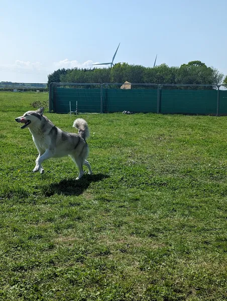 Gunners Vale secure private dog field in Hartlepool, TS27 3HH