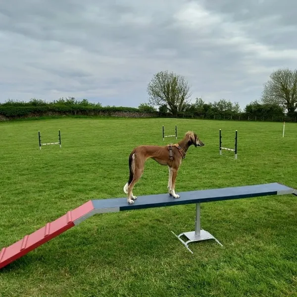 Centrebarks secure private dog field in Brynteg, LL78 8JR