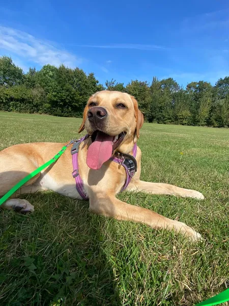 On All Paws Kent secure private dog field in Rainham, ME8 8QJ