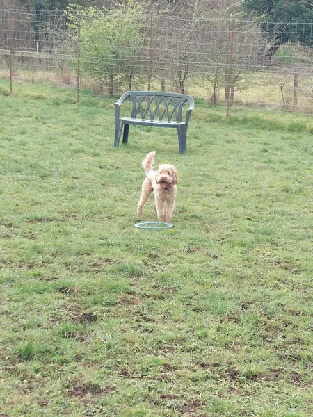 Folly's Paddock secure private dog field in Westbury, BA13 4NB