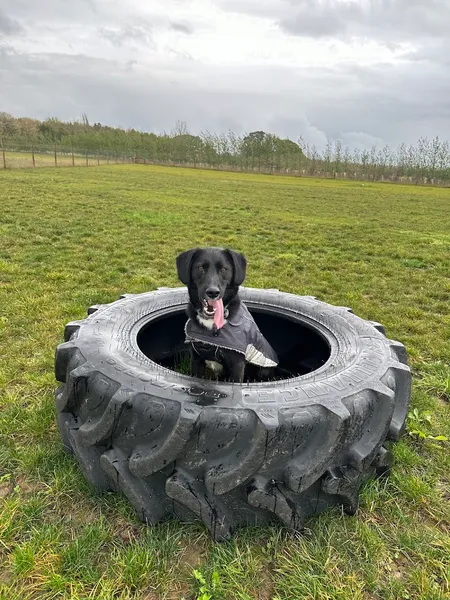 Dog Dynasty secure private dog field in Chelmsford, CM3 4HG