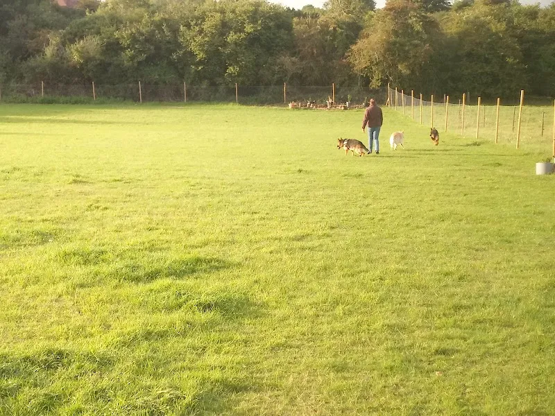 Crazy Dog Field secure private dog field in Uttlesford, CM22 7TF