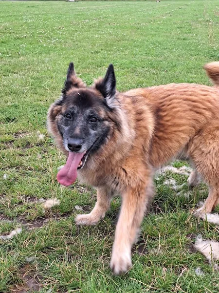 My Dog Paddock secure private dog field in Knowsley, L35 1RD