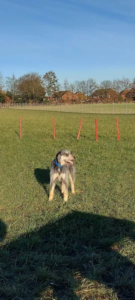 My Dog Paddock secure private dog field in Knowsley, L35 1RD