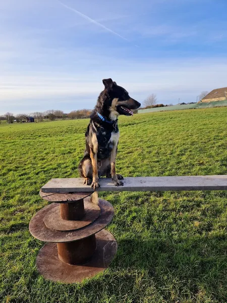 Mustys Muttleys Dog Walking Meadow secure private dog field in Burnley, BB10 2RA