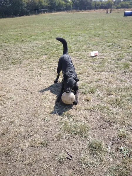 Belmont Unleashed Dog Field secure private dog field in Harrogate, HG2 7EF