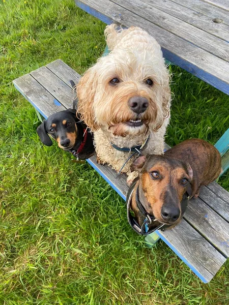 Paws n hooves at Sevenstones secure private dog field in Cornwall, PL17 8HZ