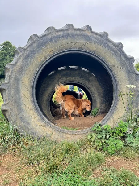 My Dog Run Ridgmont secure private dog field in nr Ridgmont, MK43 0XF