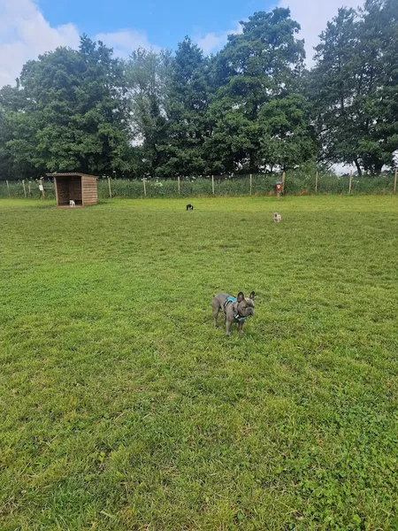 My Dog Run Ridgmont secure private dog field in nr Ridgmont, MK43 0XF