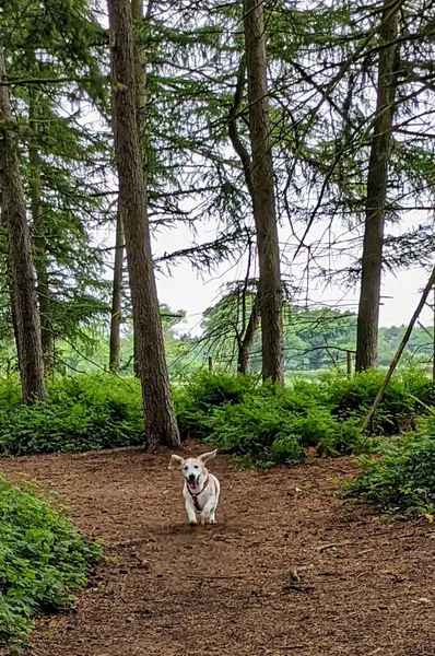 K9 Woodland Services secure private dog field in RG4 9HG