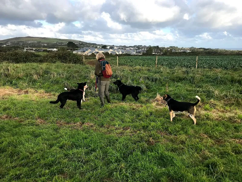 paws at presingoll farm secure private dog field in Cornwall, TR5 0PB