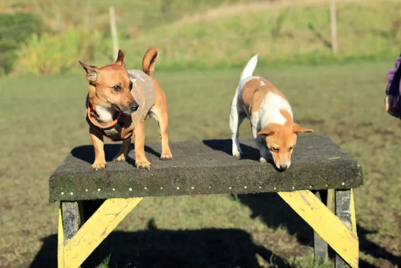 Skipadoos - The secure dog field - Bolton secure private dog field in Bolton, BL1 7NZ
