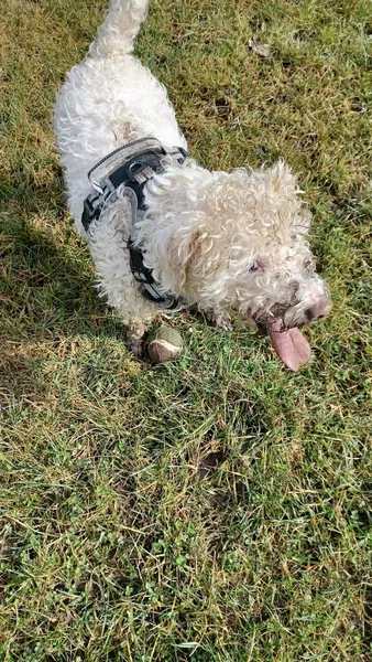 Narrow Lane Canine Play secure private dog field in York, YO32 2RB