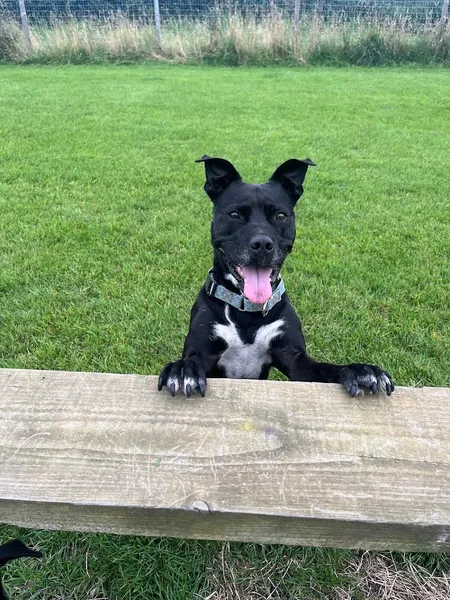 Pickering Dog Fields secure private dog field in Pickering, YO18 8EA
