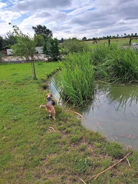 Scarisbrick Dog Walking Field secure private dog field in Scarisbrick, L40 9RA