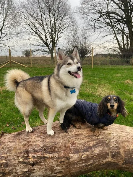 Hopewell Dog Park secure private dog field in Knaresborough, HG50SN