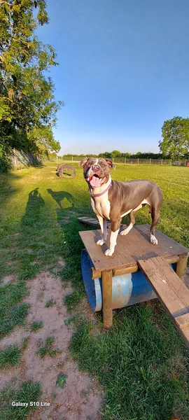 Green Gate Dog Field secure private dog field in Thurlaston, CV23 9JS