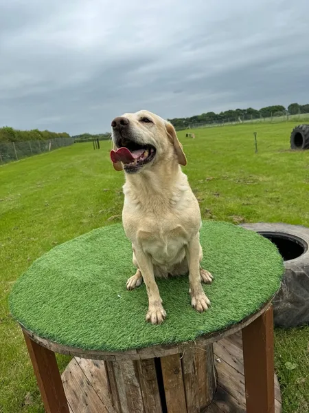 Walkies at Osbaston secure private dog field in Leicestershire, CV13 0HR