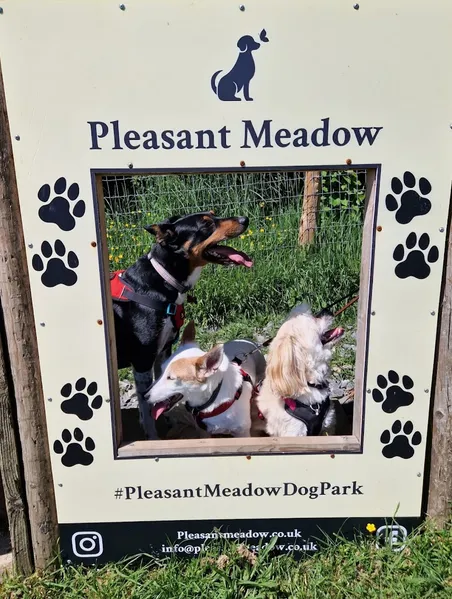 Pleasant Meadow Dog Park secure private dog field in Pembrokeshire, SA62 3LD