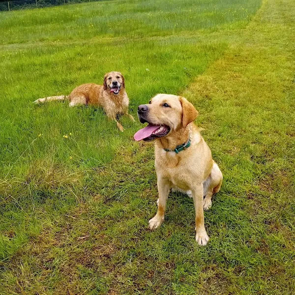Pleasant Meadow Dog Park secure private dog field in Pembrokeshire, SA62 3LD