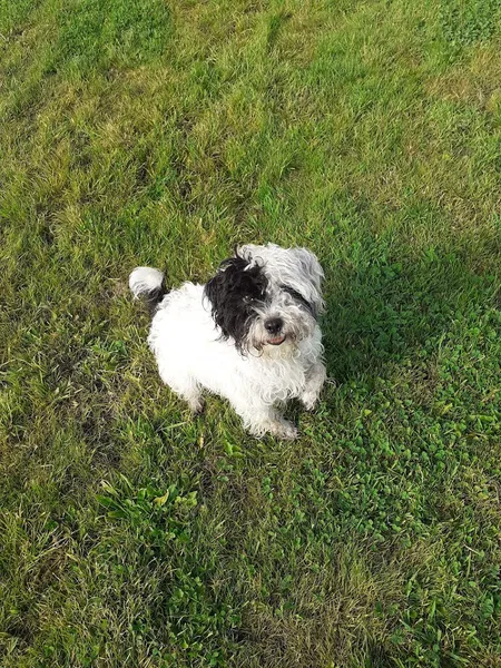 Jacksmere Dog Walking Field secure private dog field in Southport, PR8 5JA