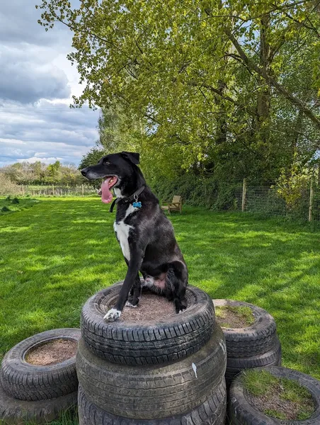 Lets Play Dog Walking Field secure private dog field in Abergavenny, NP7 9HT