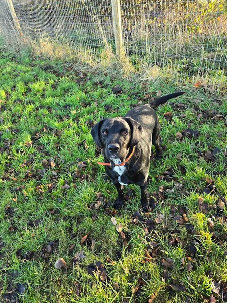 Westbrook Green Sensory Dog Park secure private dog field in Diss, IP22 4XX