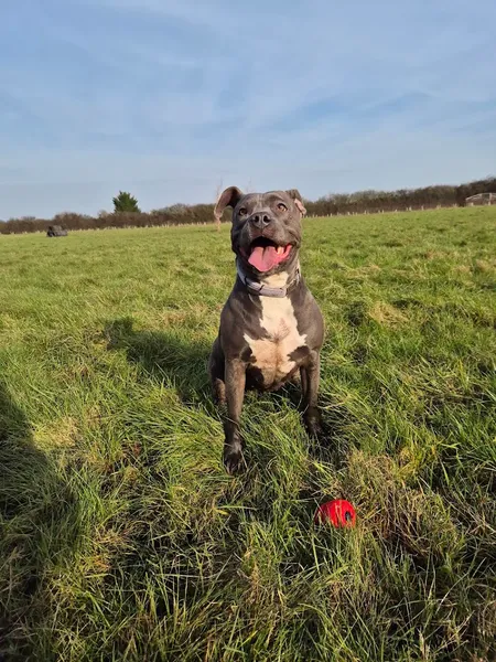 Ely Dogs Activity Meadows secure private dog field in Ely, CB6 3QB