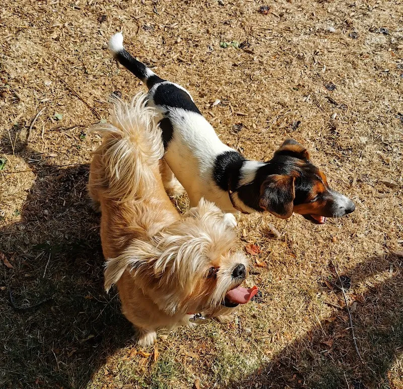 The Dog Play Co. secure private dog field in Peterborough, PE3 8JD