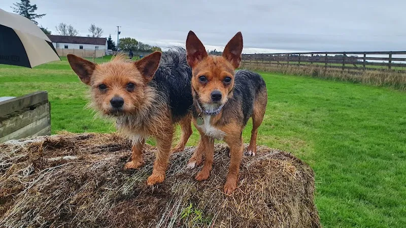 Fellowship Dog Training secure private dog field in Berwick-upon-Tweed, TD15 1UL
