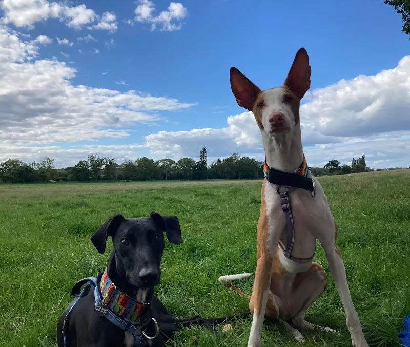 Its The Dogs Meadow secure private dog field in West Horsley, KT24 6JS