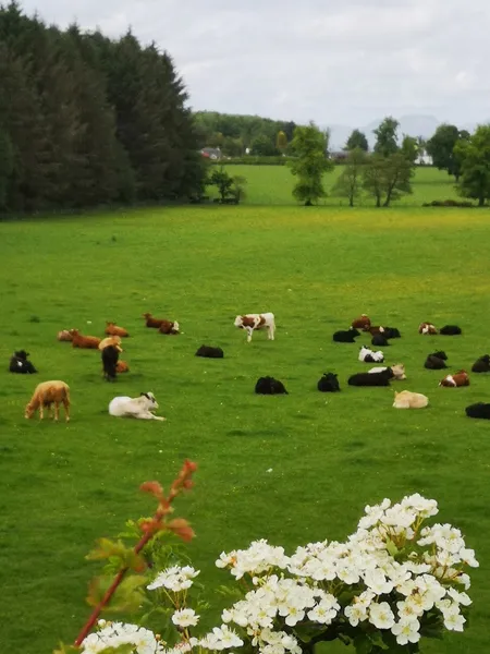 Run Free Dog Fields - Stirling secure private dog field in Stirling, FK7 9PY