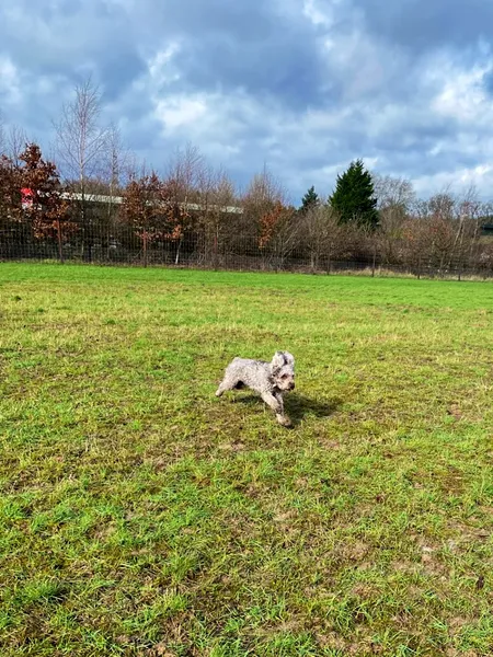 Field for Dogs secure private dog field in Staplefield, RH17 6BB