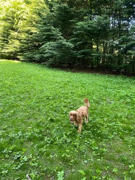 Bedlay Gardens Dog Forest secure private dog field in Glasgow, G69 9HP