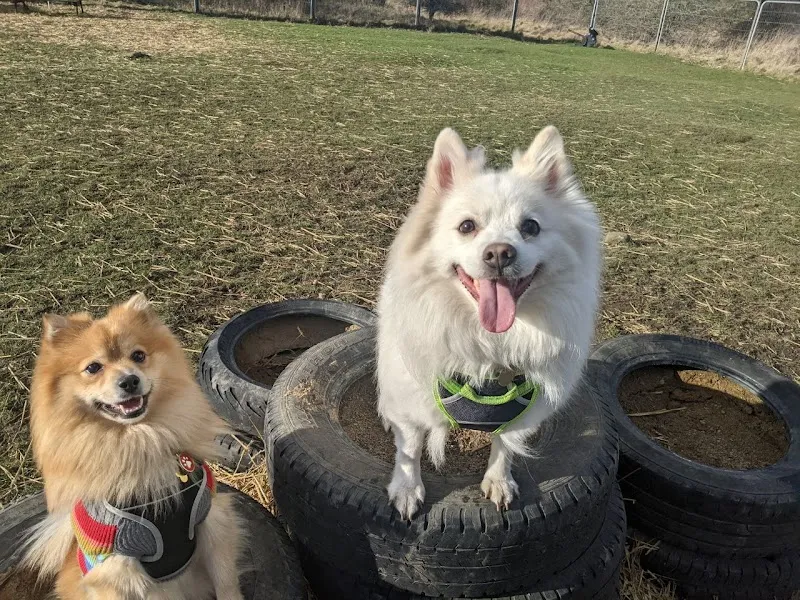 St James' Bark (Private Enclosed Dog Field Hire) secure private dog field in Newcastle upon Tyne, NE5 1PB
