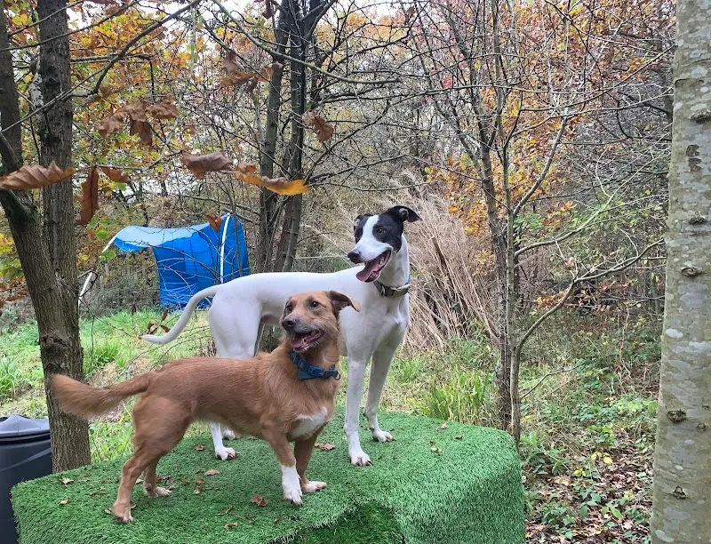 Doggos' World secure private dog field in Hale, WA15 8UU