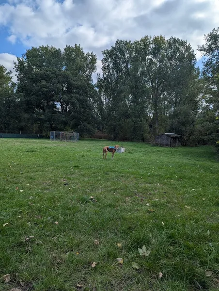 K9 Pleasure Park, Swallowfield secure private dog field in Reading, RG7 1JE