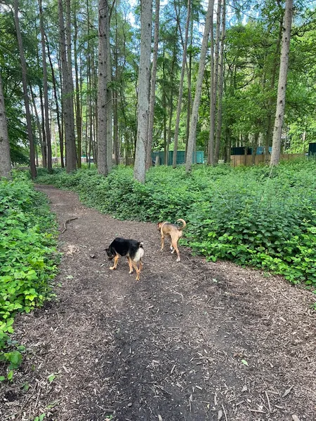 K9 Pleasure Park, Swallowfield secure private dog field in Reading, RG7 1JE