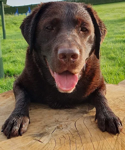 Bromsgrove Field Hire secure private dog field in Fairfield, B61 9NJ