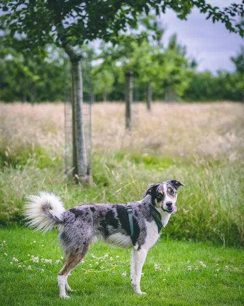 Emma's Orchard secure private dog field in Somerset, BA4 6SF