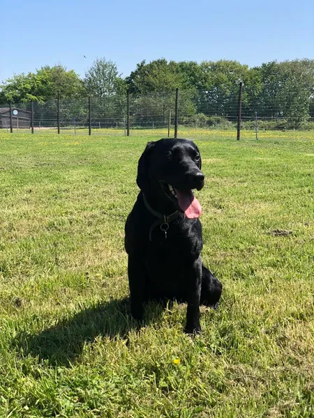 Happisburgh Dog Park secure private dog field in School Common Road, NR12 0QF