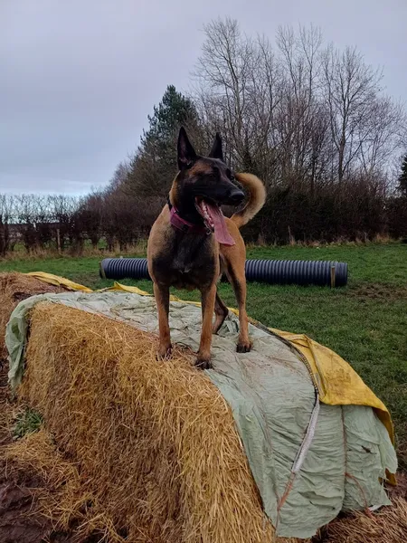 Freedom Secure Dog Field secure private dog field in Chester, CH3 8AA