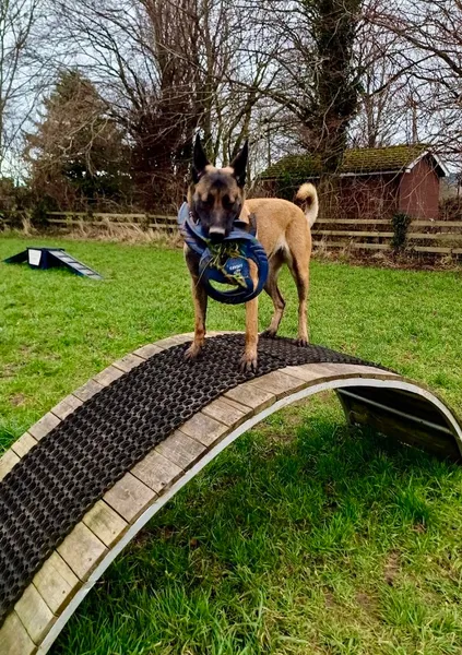 Freedom Secure Dog Field secure private dog field in Chester, CH3 8AA